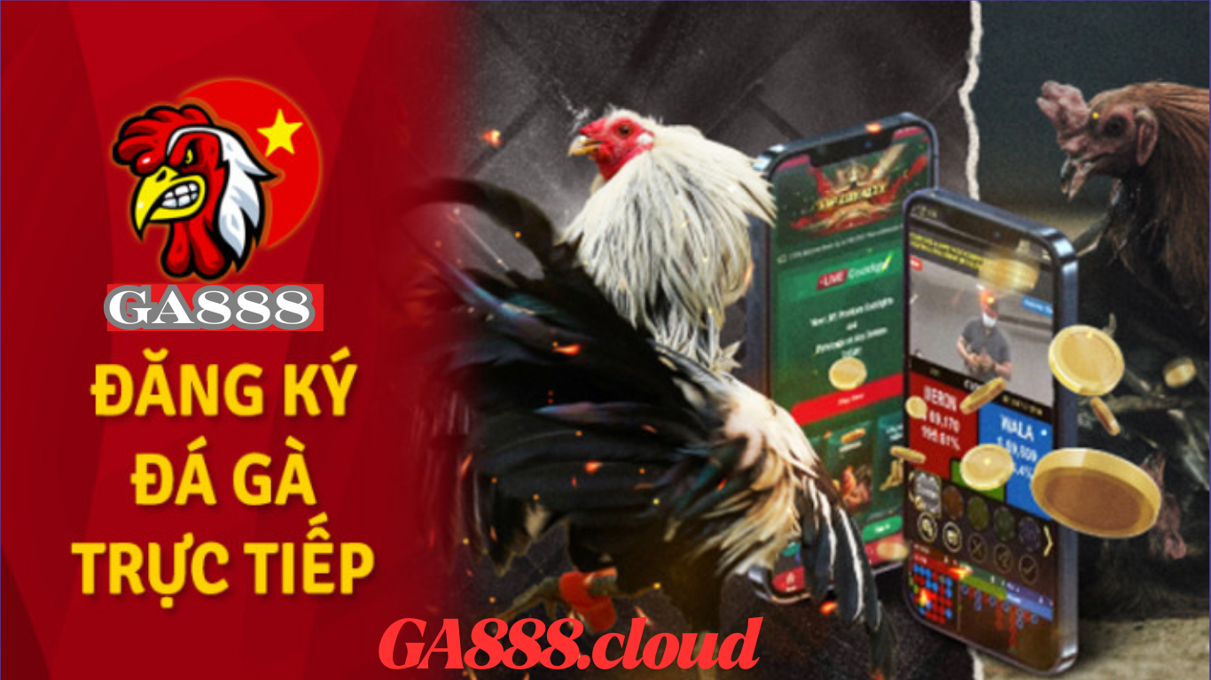 Đá Gà Thomo GA888 - Những Thông Tin Cơ Bản Khi Tham Gia Chơi