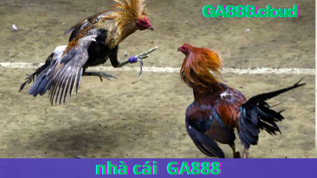 Tầm quan trọng của việc nắm vững các thuật ngữ đá gà TẠI GA888