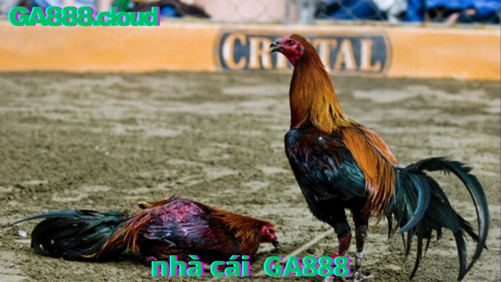 hướng dẫn tải app , đá gà cựa sắt , gà campuchia tại ga888